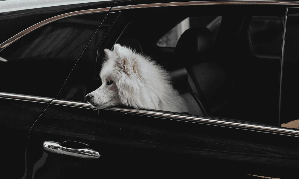 Interior detailing